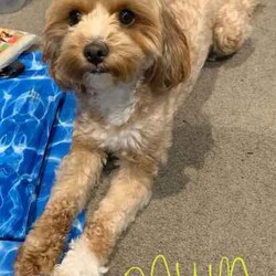 Toy poodle cross pup/Poodle (Toy)/Male/Younger Than Six Months,ShoodleNon-sheddingDNA clearMum (5kg) is a shoodle and Dad (2.5kg) is a toy poodle. 1 male pup available. Has been wormed at 2,4 and 6 weeks, as well as had his first vaccination and has been microchipped. Born on the 21st of May and will be ready his home from the 16th of July.