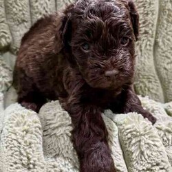 Tiny F1b Toy Cavoodles DNA clear avail 27/7/Poodle (Toy)/Both/Younger Than Six Months,Our teeny tiny F1b Toy Cavoodles are ready for their furever homes.Our beautiful babies are raised and loved on within our home.Nelly (mum) is our gorgeous 1st generation Cavoodle furbaby - Milo (dad) is a stud chocolate toy poodle.Puppies are well socialised and are used to children and other animals.They are 8 weeks old (27/7) - we encourage visits (FaceTime ect if not local)Puppy’s have been vet checked, chipped and their first vax.Puppies are DNA clear.Boy $1500 (SOLD)Pink girl $2000 (SOLD)Green girl $2000 (SOLD)Purple girl $2000Chocolate girl $3000 (SOLD)Happy to answer any questions via email or mobile phone.We are located in Tamworth NSW.