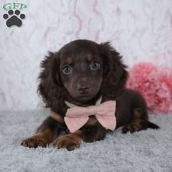 Unity/Dachshund									Puppy/Female	/8 Weeks,To contact the breeder about this puppy, click on the “View Breeder Info” tab above.