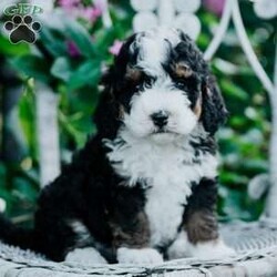 Shiloh/Mini Bernedoodle									Puppy/Female	/7 Weeks,Meet our sweet fur babies who are eager to meet their new family! You will find them very welcoming upon your visit! They have clear health papwrs from our vet, and will up to date on all their dewormings and vaccinations.