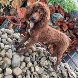 SAMSON/Bernedoodle									Puppy/Male	/6 Weeks,LOOK AT ME! IM a healthy happy friendly fluffy little puppy !I would love to be your friend! I’m an F1B HYPOALERGENIC Little  ball of fur. Come meet me or I can be transported to your front door for a small additional fee. Text or call for more information. 