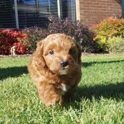 Toy poodle cross pup/Poodle (Toy)/Male/Younger Than Six Months,ShoodleNon-sheddingDNA clearMum (5kg) is a shoodle and Dad (2.5kg) is a toy poodle. 1 male pup available. Has been wormed at 2,4 and 6 weeks, as well as had his first vaccination and has been microchipped. Born on the 21st of May and will be ready his home from the 16th of July.