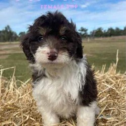 F1 Mini Bordoodle puppies /Poodle (Toy)/Both/Younger Than Six Months,Valleyrose Boredoodles have a litter of 10 gorgeous puppies available for their forever homes 