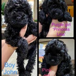 Tiny F1b Toy Cavoodles DNA clear avail 27/7/Poodle (Toy)/Both/Younger Than Six Months,Our teeny tiny F1b Toy Cavoodles are ready for their furever homes.Our beautiful babies are raised and loved on within our home.Nelly (mum) is our gorgeous 1st generation Cavoodle furbaby - Milo (dad) is a stud chocolate toy poodle.Puppies are well socialised and are used to children and other animals.They are 8 weeks old (27/7) - we encourage visits (FaceTime ect if not local)Puppy’s have been vet checked, chipped and their first vax.Puppies are DNA clear.Boy $1500 (SOLD)Pink girl $2000 (SOLD)Green girl $2000 (SOLD)Purple girl $2000Chocolate girl $3000 (SOLD)Happy to answer any questions via email or mobile phone.We are located in Tamworth NSW.