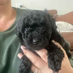 Purebred Toy Poodles/Poodle (Toy)/Female/Younger Than Six Months,2 black female toy poodle puppies available to loving, forever homes. They have been vaccinated, wormed fortnightly, vet checked and microchipped. Both parents have beautiful natures are can be viewed.Our puppies are happy, healthy and confident puppies that have been lovingly raised and well-socialised inside our home with children and other animals. Both have begun the process of toilet training using puppy pads and grass and are learning fast.Serious enquires via TEXT only please.