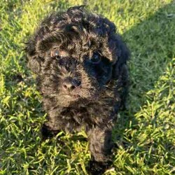 Purebred Toy Poodles/Poodle (Toy)/Female/Younger Than Six Months,2 black female toy poodle puppies available to loving, forever homes. They have been vaccinated, wormed fortnightly, vet checked and microchipped. Both parents have beautiful natures are can be viewed.Our puppies are happy, healthy and confident puppies that have been lovingly raised and well-socialised inside our home with children and other animals. Both have begun the process of toilet training using puppy pads and grass and are learning fast.Serious enquires via TEXT only please.