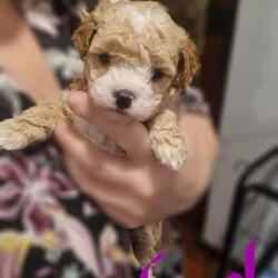 Toy poodle cross Maltese shih tzu ( shmoodle )/Maltese Shih Tzu/Both/Younger Than Six Months,I have a gorgeous litter of shmoodle puppies, They were born on the 9/06/24 and will be ready to go adter the 4th of agust. Shmoodle puppies are of a Maltese shihtzu Mother a pure bred toy poodle father. This breed are known for their quite and well behaved loving nature, this is a very popular breed for the whole family. Toy in size ranging from 4 kilos to 6 kilos. This gorgeous breed won't shed any hair, coat ranges from curly to straight hair. I have some reds with white markings and some apricots and cream.I'm a small breeder in Adelaide. My family pets are 2 shmoodle girls willow and pocket and 2 cavalier King Charles blenheim girl called baby and A Ruby girl called rosy, our gorgeous stud boy called Milo, red in color with very soft curly coat. I'm a fully accredited and registered breeder DACO140178 and also a member of RPBA 265As a registered breeder in SA we prioritize the health and well-being of our dogs and puppies, We provide a safe and clean environment with ample of space for the puppies to play in my home, they are loved, handled and played everyday by my children myself family and friends, our fur babies are part of our family and live in my home, no kennels or dog farm.