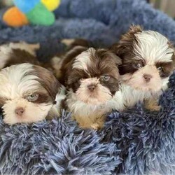 Shih Tzu Puppies /Shih Tzu/Both/Younger Than Six Months,All have very beautiful calm nature, raised in a loving family , handled and cuddles 