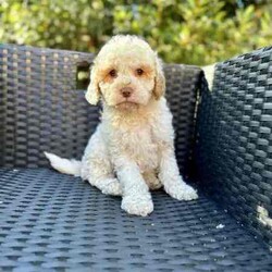 Handsome Cockapoo male puppies fleece coats /Poodle (Toy)/Male/Younger Than Six Months,An exceptional litter of Cockapoo male puppies born on the 18/05/24 and are ready for their new homes from 13/05/24PLEASE LEAVE A NUMBER IF INTERESTEDPic 1 and 2 boy 1Pic 3 and 4 boy 2We encourage you read the full advertisement prior to yourThese pups are very suited to an apartment life style provided they are exercised .This exceptional litter has 3 males-that-will weigh in at 7-10kg at adulthoodCockapoos are a x between a toy poodle and a cocker spanielThese puppies have beenVet checked ✅Microchipped ✅Wormed ✅Vaccinated ✅THESE PUPPIES COME WITHMicrochip and Vaccination Cerificate ✅1 year genetic health guarantee ✅Puppy Pack ✅1 x Blanket with mum and sibling scent ✅2 x bowls food and water ✅1x Toy ✅1 x packet of food to start you off with ✅4-8 week free pet insurance is available on line by most insurers this is available for all and not a gift from advertisers ✅They are available not desexed but we highly encourage you to do soWe can recommend our Vet that works with us for the best rates and safest procedures .Puppies prices are not negotiableAnd serious inquires are urgedLeave your name and number via gumtree and I will get back to you .We are registered with Rpba 2116Similar size to Cavoodle poodle Maltese x shitzu Moodles and cavaliers and spoodle
