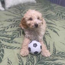 Miniature poodles pups/Poodle (Miniature)/Both/Younger Than Six Months,Miniature poodle pups, male and female vaccinated vet checked micro chipped born 26 /4/2024 light apricot cream in colour ready to go now second smartest dogs in the world poodles