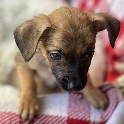 Adopt a dog:The Professor/Yorkshire Terrier/Male/Baby,Meet The Professor! This funny and friendly 3 month old is full of energy and curiosity. He is very affectionate and playful, and he loves to make new friends both human and canine. Don't let his baby age fool you, this brave little pup is already a charmer and he will certainly grow up to be a model dog citizen! Professor would do best in a home that has plenty of time to spend with him and help guide him as he grows. If you're looking for a fun and furry companion, come meet The Professor today!
He is one of 6 pups raised by mom in a home.  The pups are ready for their own homes.  They are 12 weeks old and have had their first shots, de wormed Because they are just pups, our vet recommends waiting for spay/neuter because it’s the healthier choice.  California law allows me to adopt out before alteration if it’s under vet recommendation and I require a deposit that is refunded after proof of alteration.  The adoption fee is  $100 and the deposit is an additional $100.