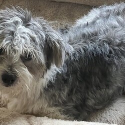 Adopt a dog:jack/Maltipoo/Male/Young,PLEASE READ THE FOLLOWING INFORMATION AND REQUIREMENTS FOR ADOPTION

JACK IS IN FOSTER CARE IN HOUSTON, TEXAS, WE SHIP OUR DOGS TO THE NORTH EAST WITH MIGHTY MUTT SHIPPING.THE FEE INCLUDES THE TRANSPORT AND INTERSTATE HEALTH CERT

IF INTERESTED THERE IS AN APPLICATION ON OUR WEBSITE


https://www.houstonshaggydogrescue.org


This sweet little maltese/poodle mix is approx 2 yrs old and 10.5 lbs
he’s a lovely little boy, he seems to be pretty well house and leash trained
he gets along with the other rescues of all sizes and is a pretty independent little boy
but he does love being around people and is his foster’s shadow, where she goes ,he goes,he loves getting treats and loves to explore the yard , he has a really sweet disposition and is going to make a great companion for someone 

https://www.houstonshaggydogrescue.org


THIS DOG IS CURRENTLY IN FOSTER CARE IN HOUSTON, TEXAS,




The total adoption fee of $400 ( and includes , the interstate health cert and transport to the north east ,spay/neuter, shots including rabies, bordatella, parvo, distemper ,canine influenza, and microchip. The total amount is payable to Shaggy Dog Rescue which is a 501c3. Some of our dogs are still in Texas in foster care. Our application is online at

https://www.houstonshaggydogrescue.org/apply/