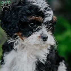 Peter/Cavapoo									Puppy/Male	/May 9th, 2024,To contact the breeder about this puppy, click on the “View Breeder Info” tab above.