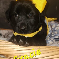 Adopt a dog:G litter Gracie/Labrador Retriever/Female/Baby,The G litter are about 8 weeks old! 

2 boys and 1 girl! 

They are super sweet! All dressed up and no where to go! They are in a foster home in Mississippi.  

They are learning socializing skills and how to use the potty pad! 

Current on age appropriate vetting and can travel for the right home! 

All dogs are chipped and will be altered upon arrival ! 

You can find my form 