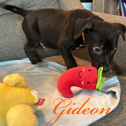 Adopt a dog:Gideon/Labrador Retriever/Male/Baby,Meet Gideon

Hello there! I am Gideon, a friendly, loyal, and funny puppy who is looking for a forever home.
I am still a baby dog so I have a lot of energy and I love to play.
I love to run around and explore. I am very athletic and curious. I am affectionate and love to give kisses to my favourite humans.
I am also a smart boy and I am able to learn new tricks very quickly.
I love my human friends and I love spending time with them.
I have a lot of love to give and I am sure that you will love me too. I cannot wait to find my forever home and meet my new family.

Gideon has had age appropriate vaccinations and will be neutered and microchipped before adoption.

Gideon is currently being fostered in Texas but available to transport to approved adopter in the Midwest, Northeast and Canada.

Adoption fee includes vaccinations, Spay/Neuter, microchip, deworming, transport and vet/documentation requirements in preparation for transport. 

You can find my form 