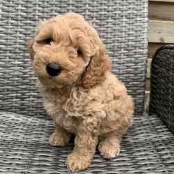 Adopt a dog:F1BB Cavapoo Puppies 2 Boys now Available/Cavapoo/Mixed Litter/7 weeks,Welcome to our advert of our Five beautiful F1BB Cavapoo puppies. 4 Boys and 1 Red Girl. 2 Now Reserved

Born on 31st May and Ready to leave at 8 weeks old - Viewings will be when they are 4 weeks old which will be towards the end of June.

Mother is our family pet an Apricot Cavapoo with a loving nature who loves to be around you and a perfect lap dog. She is very affectionate, smart and very playful.

She has clear health checks for the following:
- Dry eye Curley coat syndromes (CCS)
- Episodic falling
- PRCD Pra Progressive Retinal Atrophy

Dad is a Miniature Red Poodle with a full Pedigree history. He is fully health checked and clear of the following:
- Degenerative Myeloma (DM) Gangliosidosis GM2
- Neonatal Encephalopathy with Seizures (NEWS)
- Progressive Retinal Atrophy (Rod-Cone Dysplasia 4) (RCD4)
- Von Willebrand Disease I (VWD1)
Documents are provided for both.

Mum will be available to see. Puppies have been reared in our family home and are used to a home environment.

They are experiencing household sounds and are socialised with our other family dogs.

Puppies will be non-shedding coats.

They will be provided with a document folder containing all their information, vet checks, first vaccination, details of microchip, worming and free 4 weeks pet insurance.

They also come with a puppy pack which includes a blanket with mum’s scent on which will help settle the puppy into their new home. Also some food and some playful toys.

If you’re interested we would ask you to fill out a brief questionnaire to make sure we are satisfied they are going to the right homes.

£1,450.00 Each

Many thanks for viewing. Lisa.