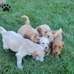 Apple Jack/Double Doodle									Puppy/Female	/7 Weeks,Apple Jack is the leader of her pack. She is intelligent and playfully spunky. She is ready for whatever the day has in store for her but also loves to cuddle and give sweet puppy kisses. 