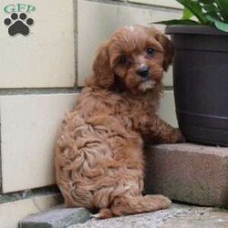 Coconut/Cavapoo									Puppy/Male	/8 Weeks,Hey There, My name is Coconut! I am a very cute male Cavapoo puppy. I was born on May 23rd, 2024. I am such a sweet and loveable little boy! I am looking for my new family, could that be with you? If you choose me I will come home to you vet checked and microchipped. If you think that I would make the perfect addition to your family, then please call or text to find out more information about me! 