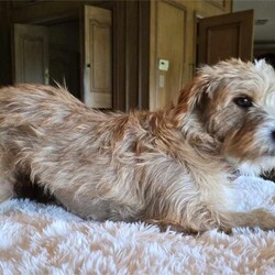 Adopt a dog:Addie/Norfolk Terrier/Female/Young,WE ARE A TX BASED RESCUE. THIS DOG IS CURRENTLY LOCATED IN TX AND WILL BE TRANSPORTED UPON ADOPTION. Please fill out an adoption application found at haydudeequine.org

Addie - You are the bridge between what was and what will be, my pathway to a new life!

Hello hello everyone, my name is Addie, adorableness at its finest!!  

I'm a youngster at around a year old. I am a tad bit shy at first meet but I warm up pretty quickly showing my incredibly sweet nature. I'm gonna need that patient home to help me adjust to family life. 

I do really well with other pups and would do best in a home with another confident pup where I can get my ques to learn this family life. I will need a more quiet home without small children, maybe where my person works from home or is retired. 

At just 15lbs I will make a great companion for leisurely strolls thru the neighborhood, a playmate for another 4 legged 'sibling' and the greatest confidante from heart to heart conversations to keeping all your secrets.

From my adorable good looks to my sweet nature, I'm ready to be all I can be....will I be YOURS?!!
Fill out my adoption application found at  haydudeequine.org