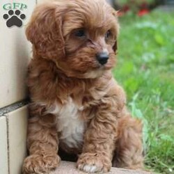 Coconut/Cavapoo									Puppy/Male	/8 Weeks,Hey There, My name is Coconut! I am a very cute male Cavapoo puppy. I was born on May 23rd, 2024. I am such a sweet and loveable little boy! I am looking for my new family, could that be with you? If you choose me I will come home to you vet checked and microchipped. If you think that I would make the perfect addition to your family, then please call or text to find out more information about me! 