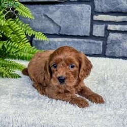 Sadie/Cavapoo									Puppy/Female	/6 Weeks,Sadie is outgoing,playful and has sweet cavapoo temperment.  She’s looking for her forever home