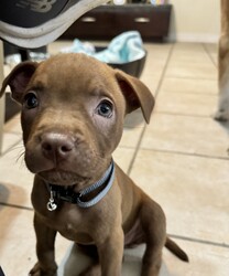 Adopt a dog:Finesse/Pit Bull Terrier/Female/Baby,Finesse is a gorgeous little red nose Pittie pup! Who is almost 8 weeks old and is looking for her place in the world! 

She loves to play, she’s pad trained, kennel trained and super cute! 

Her foster mom has had her and her siblings since they were just 5 weeks old. Abandoned and alone! And they have just been thriving since!

They are medically up to date! 

Located in Mobile but can travel for the right family! 

You can find my form 