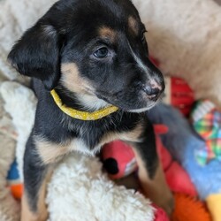 Adopt a dog:Glenwood/Labrador Retriever/Female/Baby,Name: Glenwood

Breed: Lab mix

Age: 8 weeks 7/22 (though vet estimates them to be older)

Gender: Female

Size: Medium

Pet has special needs: No

Shots up to date: Yes

Ok with kids: Yes

Housetrained: No

Hypoallergenic: No

Spayed: No

Ok with dogs: Yes

Ok with cats: Not sure

 

Greetings from me Glenwood! I look quite like my sister Roanoke. We both have the cool white stripe. But I'm the spunkier sister toys and human playtime are the highlights of my days.

 

I'm part of the Raleigh Roads litter rescued by PIPs. We are officially the most adorable 11 puppies in the South! Because our mom is around 40 lbs, our foster parents think we will be around that size once we are all grown up. We are toy experts, love to run around the yard and get along well with other dogs. There are three human kids here caring for us and we love them!

 

Currently, we are practicing our crate time and going outside to potty. We have had our first shots and microchip. When the time comes, our spay and neuter is covered by the rescue with adoption.

 

If you're looking for a new family member that's equal parts playful and snuggly, look no further! Come meet me!