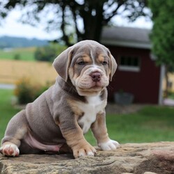 Winston/Beabull									Puppy/Male	/7 Weeks