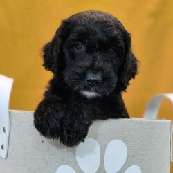 Thunder/Goldendoodle									Puppy/Male	/May 21st, 2024