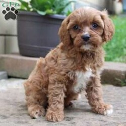 Coconut/Cavapoo									Puppy/Male	/8 Weeks,Hey There, My name is Coconut! I am a very cute male Cavapoo puppy. I was born on May 23rd, 2024. I am such a sweet and loveable little boy! I am looking for my new family, could that be with you? If you choose me I will come home to you vet checked and microchipped. If you think that I would make the perfect addition to your family, then please call or text to find out more information about me! 