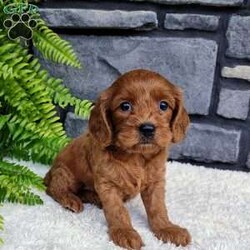 Sadie/Cavapoo									Puppy/Female	/6 Weeks,Sadie is outgoing,playful and has sweet cavapoo temperment.  She’s looking for her forever home