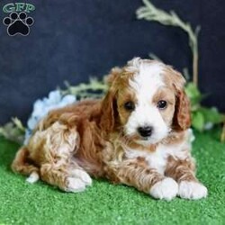 Dakota/Cavapoo									Puppy/Male	/7 Weeks,Are you looking for a puppy to add to the family? This little guy is just the one for you! He is socialized with children and raised in a loving family. He is microchipped, up to date on vaccinations, vet checked, comes with a 30 day health guarantee and a 2 year health guarantee. No need to buy accessories because he also comes with a small bag of dog food, collar, leash, toy, and scent towel! Any questions? Feel free to call or email today! Puppies can be held with a down payment. 