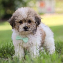 Knox/Shih-Poo									Puppy/Male	/8 Weeks,Introducing Knox the Shihpoo puppy – a delightful blend of Shihtzu and Mini Poodle! This little charmer is filled with love and energy, and he has a soft hypoallergenic coat that’s perfect for cuddles and playtime alike. With expressive, soulful eyes that will melt your heart, he is not just a pet, but a lifelong companion. This breed is known for their intelligence and gentle nature, which makes them the perfect addition to any loving family. Whether frolicking in the backyard or snuggling on the couch, he brings a perfect balance of affection and energy. The Mama, Arya is a 12 lb Shihtzu girl. Her friendly and outgoing personality attracts everyone to her! The Dad, Tucker is a 10 lb Mini Poodle. He is super intelligent and he loves hanging out with his people. This baby is microchipped, up to date on vaccines and dewormer and will be vet checked by our veterinarian. We also include our 30 day health guarantee. If you have any questions or if you are interested in meeting this little one, please call or text me anytime Monday through Saturday. -Lori Barkman