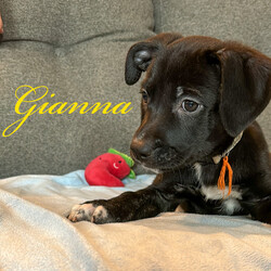 Adopt a dog:Gianna/Labrador Retriever/Female/Baby,Meet Gianna. 
Hello there! I am Gianna, a friendly, loyal, and funny puppy who is looking for a forever home. 
I am still a baby dog so I have a lot of energy and I love to play. 
I love to run around and explore. I am very athletic and curious. I am affectionate and love to give kisses to my favourite humans. 
I am also a smart girl and I am able to learn new tricks very quickly. 
I love my human friends and I love spending time with them. 
I have a lot of love to give and I am sure that you will love me too. I cannot wait to find my forever home and meet my new family.

Gianna has had age appropriate vaccinations and will be spayed and microchipped before adoption. 

Gianna is currently being fostered in Texas but available to transport to approved adopter in the Midwest, Northeast and Canada. 

Adoption fee includes vaccinations, Spay/Neuter,  microchip, deworming, transport and vet/documentation requirements in preparation for transport. 

You can find my form 