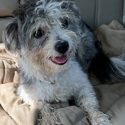 Adopt a dog:jack/Maltipoo/Male/Young,PLEASE READ THE FOLLOWING INFORMATION AND REQUIREMENTS FOR ADOPTION

JACK IS IN FOSTER CARE IN HOUSTON, TEXAS, WE SHIP OUR DOGS TO THE NORTH EAST WITH MIGHTY MUTT SHIPPING.THE FEE INCLUDES THE TRANSPORT AND INTERSTATE HEALTH CERT

IF INTERESTED THERE IS AN APPLICATION ON OUR WEBSITE


https://www.houstonshaggydogrescue.org


This sweet little maltese/poodle mix is approx 2 yrs old and 10.5 lbs
he’s a lovely little boy, he seems to be pretty well house and leash trained
he gets along with the other rescues of all sizes and is a pretty independent little boy
but he does love being around people and is his foster’s shadow, where she goes ,he goes,he loves getting treats and loves to explore the yard , he has a really sweet disposition and is going to make a great companion for someone 

https://www.houstonshaggydogrescue.org


THIS DOG IS CURRENTLY IN FOSTER CARE IN HOUSTON, TEXAS,




The total adoption fee of $400 ( and includes , the interstate health cert and transport to the north east ,spay/neuter, shots including rabies, bordatella, parvo, distemper ,canine influenza, and microchip. The total amount is payable to Shaggy Dog Rescue which is a 501c3. Some of our dogs are still in Texas in foster care. Our application is online at

https://www.houstonshaggydogrescue.org/apply/