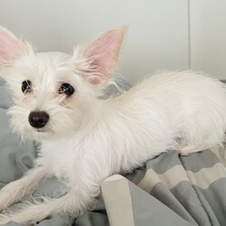 Adopt a dog:Archie & Cleo/Maltese/Male/Baby,Archie & Cleo are adorable 6-month-old Maltese / Chihuahua X puppies available for foster-to-adopt in the Greater Orlando area. As littermates, they must be adopted separately. They are good with children and other pets, with sweet, playful demeanors. They are a wonderful balance of active and calm, matching their person’s energy well. 

They will come fully vaccinated, microchipped , fixed, and current on monthly preventatives.