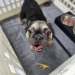 Adopt a dog:Corneliu/French Bulldog/Male/Adult,Bonjour! My name is Corneliu Robertus, and I'm a charming 1-year-old Frenchie searching for my furever home!

I recently found myself at The Milk Drunk Foundation after being surrendered by a breeder. Let me tell you, snuggles and belly rubs are way more fun than whatever that life was!

I'm a total sweetheart with a heart (and snorts) of gold. I get along swimmingly with other furry friends, so whether you have a feline roommate or a playful pup pack, I'm happy to join the crew!

My ideal day involves playtime with squeaky toys, long naps in sunbeams, and showering my humans with wet kisses.  

If you're looking for a cuddly companion with a mischievous side, then look no further!    

I promise to bring endless laughter, loyalty, and enough Frenchie charm to melt your heart.