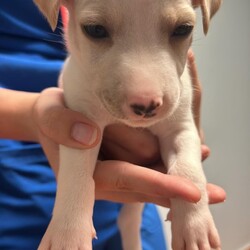 Adopt a dog:Peanut/Chihuahua/Male/Baby,Meet Peanut, a tiny 2-pound bundle of joy believed to be a Chihuahua and Labrador mix. 

Peanut and his siblings—four brothers and one sister—were rescued from the streets of Puerto Rico, where their mother, a 25-pound street dog, lovingly cared for them. 

Peanut is expected to grow into a charming 25-30-pound adult. This sweet little pup is already making great strides in potty training and continues to bring endless love and happiness to his new home.

Peanut is up to date on vaccinations and preventatives. While he is too young to be neutered yet, Justice for Paws covers the cost of neuter when age appropriate.

If you are interested in adoption please apply here: https://docs.google.com/forms/d/e/1FAIpQLSdpim1E0YG4jxPssJnQjE6pov633nAhk77K29LU0npah5ZByQ/viewform