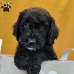 Thunder/Goldendoodle									Puppy/Male	/May 21st, 2024,Thunder is a smart, lil pup and would love to be your best,furry friend! He’s up to date on deworming and vaccinations, Vet checked with a Health Certificate and comes with a One Year Health Guarantee.