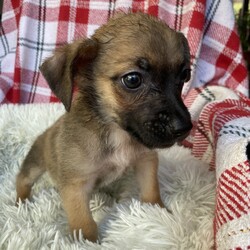 Adopt a dog:The Professor/Yorkshire Terrier/Male/Baby,Meet The Professor! This funny and friendly 3 month old is full of energy and curiosity. He is very affectionate and playful, and he loves to make new friends both human and canine. Don't let his baby age fool you, this brave little pup is already a charmer and he will certainly grow up to be a model dog citizen! Professor would do best in a home that has plenty of time to spend with him and help guide him as he grows. If you're looking for a fun and furry companion, come meet The Professor today!
He is one of 6 pups raised by mom in a home.  The pups are ready for their own homes.  They are 12 weeks old and have had their first shots, de wormed Because they are just pups, our vet recommends waiting for spay/neuter because it’s the healthier choice.  California law allows me to adopt out before alteration if it’s under vet recommendation and I require a deposit that is refunded after proof of alteration.  The adoption fee is  $100 and the deposit is an additional $100.