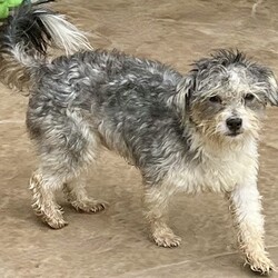 Adopt a dog:jack/Maltipoo/Male/Young,PLEASE READ THE FOLLOWING INFORMATION AND REQUIREMENTS FOR ADOPTION

JACK IS IN FOSTER CARE IN HOUSTON, TEXAS, WE SHIP OUR DOGS TO THE NORTH EAST WITH MIGHTY MUTT SHIPPING.THE FEE INCLUDES THE TRANSPORT AND INTERSTATE HEALTH CERT

IF INTERESTED THERE IS AN APPLICATION ON OUR WEBSITE


https://www.houstonshaggydogrescue.org


This sweet little maltese/poodle mix is approx 2 yrs old and 10.5 lbs
he’s a lovely little boy, he seems to be pretty well house and leash trained
he gets along with the other rescues of all sizes and is a pretty independent little boy
but he does love being around people and is his foster’s shadow, where she goes ,he goes,he loves getting treats and loves to explore the yard , he has a really sweet disposition and is going to make a great companion for someone 

https://www.houstonshaggydogrescue.org


THIS DOG IS CURRENTLY IN FOSTER CARE IN HOUSTON, TEXAS,




The total adoption fee of $400 ( and includes , the interstate health cert and transport to the north east ,spay/neuter, shots including rabies, bordatella, parvo, distemper ,canine influenza, and microchip. The total amount is payable to Shaggy Dog Rescue which is a 501c3. Some of our dogs are still in Texas in foster care. Our application is online at

https://www.houstonshaggydogrescue.org/apply/