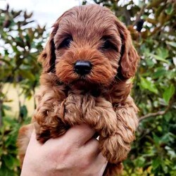 CAVOODLE- 2x Female 2x Male Available Aug 4th /Cavoodle/Both/Younger Than Six Months,Our gorgeous Puppies have been wormed from 2 weeks of age & will be continually wormed until they go to their forever homes.All puppies have had their Vet Health check 1st Vaccination, Microchipped & come with a perfect bill of health.Our Babies have been raised in our home with lots of love & attention and are extremely sociable and playful.We provide a pack to take home with Puppy Food, blanket with mum's smell, puppy toys to make the transition to their new home easier, also Puppy Vaccination certificate with vet history - and a worming schedule to continue at home.Your welcome to come see the puppies in Melton 3337, or we are happy to face time if easier.