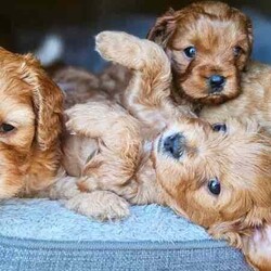 Adopt a dog:Adorable Cavoodle Puppies /Cavoodle/Both/Younger Than Six Months,We have 3 Adorable 2nd Generation Cavoodles who will be ready for their FURever homes on the 7th August 2024 when they are 8 weeks old (they were born on 12th June 2024).If you would like to see more pictures of the parents or puppies you can visit their Instagram rufus.coco.luna