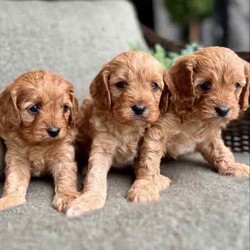 Adopt a dog:F1 TOY CAVOODLES - DNA CLEAR - REG BREEDER - HEALTH GUARANTEE/Cavoodle/Both/Younger Than Six Months,We here at Love My Oodle, are very proud to introduce our First Generation Toy Cavoodle puppies!!!Visit us on Instagram @lovemyoodle and our website lovemyoodle.com.au for more puppy cuteness and loads of info.Photos with 3 pups - male in the middle, females in each side.Individual photos, Male , female, female.Ready for their forever homes from 3rd August, 2024 They have been raised in a loving family environment, set on small acreage with plenty of lush grass to play alongside our 4 young children who keep them very entertained! They are the sweetest siblings with just as sweet personalities. Fun, loving, playful and just super cute! Cavoodles are a fantastic breed that suit many family types from singles, couples and families with children. Not only affectionate, they are quite intelligent too! Father being a Toy Poodle, they are low to non-shedding making them hypoallergenic. Mum is a sweet Cavalier King Charles Spaniel. Both with very sweet personalities. Both Parents are DNA breed specific tested and clear. We are a small family breeder, with a Domestic Animal Business with our local Council. We are also a member of Responsible Pet Breeders Australia. All pups will come with the following:* 2 months FREE pet insurance* 3 Year-Health Guarantee* Vet checked* 1st vaccination* Microchipped* Wormed regularly from 2 weeks of age* Shampoo + Conditioner* Nexgard Specta all in one chew* Advance puppy kibble* LUKA Human grade wet food* Puppy blanket* Puppy toy* Puppy training treats* Puppy collar* Puppy information booklet to help with the transition If you feel one of our little gems is the right suit for you or your family, please feel free to contact me. I do prefer to chat to potential purchasers to make sure these little ones are going to the best of homes. And for those who are from interstate, we are happy to organise transportation at purchasers’ expense.Please note, people who take the time to call to discuss these beautiful pups, will get priority over messages, emails and texts.