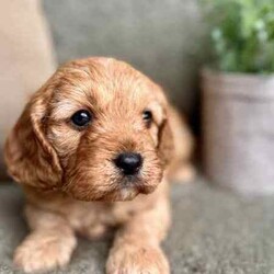 Adopt a dog:F1 TOY CAVOODLES - DNA CLEAR - REG BREEDER - HEALTH GUARANTEE/Cavoodle/Both/Younger Than Six Months,We here at Love My Oodle, are very proud to introduce our First Generation Toy Cavoodle puppies!!!Visit us on Instagram @lovemyoodle and our website lovemyoodle.com.au for more puppy cuteness and loads of info.Photos with 3 pups - male in the middle, females in each side.Individual photos, Male , female, female.Ready for their forever homes from 3rd August, 2024 They have been raised in a loving family environment, set on small acreage with plenty of lush grass to play alongside our 4 young children who keep them very entertained! They are the sweetest siblings with just as sweet personalities. Fun, loving, playful and just super cute! Cavoodles are a fantastic breed that suit many family types from singles, couples and families with children. Not only affectionate, they are quite intelligent too! Father being a Toy Poodle, they are low to non-shedding making them hypoallergenic. Mum is a sweet Cavalier King Charles Spaniel. Both with very sweet personalities. Both Parents are DNA breed specific tested and clear. We are a small family breeder, with a Domestic Animal Business with our local Council. We are also a member of Responsible Pet Breeders Australia. All pups will come with the following:* 2 months FREE pet insurance* 3 Year-Health Guarantee* Vet checked* 1st vaccination* Microchipped* Wormed regularly from 2 weeks of age* Shampoo + Conditioner* Nexgard Specta all in one chew* Advance puppy kibble* LUKA Human grade wet food* Puppy blanket* Puppy toy* Puppy training treats* Puppy collar* Puppy information booklet to help with the transition If you feel one of our little gems is the right suit for you or your family, please feel free to contact me. I do prefer to chat to potential purchasers to make sure these little ones are going to the best of homes. And for those who are from interstate, we are happy to organise transportation at purchasers’ expense.Please note, people who take the time to call to discuss these beautiful pups, will get priority over messages, emails and texts.