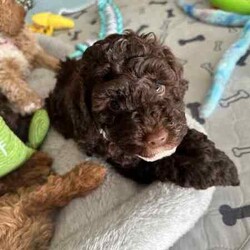 Adopt a dog:Mini Labrador x poodle/Labradoodle/Both/Younger Than Six Months,Chocolate girlApricot boyMini labradoodle puppieswell behavedready to go to their new home