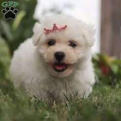 Bell/Bichon Frise									Puppy/Female	/7 Weeks,Introducing Bell, an irresistibly adorable ACA Bichon puppy looking for her forever home! With fluffy fur and eyes that sparkle with curiosity, this little girl is ready to fill your home with joy. She has a heart full of love and a playful spirit that will fill your home with laughter. Whether cuddled up on the couch or exploring the great outdoors she is ready to bring endless joy and companionship to the lucky family that opens their hearts to her boundless affection. Her playful demeanor makes her a wonderful companion for both individuals and families alike. Plus her fluffy coat is hypoallergenic, making her perfect for those with sensitivities. The momma is named Marigold. She has a heart of gold and is the best momma to the puppies. Dad is handsome boy named Cody. He has a goofy personality and keeps us all entertained. All of our pups are up to date on all vaccines and dewormer, are microchipped, and come with our two year genetic health guarantee, and they have received a full, nose to tail exam from our vet. If you have any more questions or would like to schedule a visit you can call anytime Monday-Saturday. Thanks! Christ and Joanna Troyer 