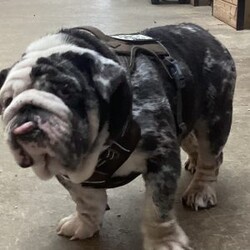 Penny/English Bulldog									Puppy/Female	/8 Weeks,Penny is gorgeous short overdone girl! She is a rare find don’t miss out on this beautiful girl! She has the  sweetest personality ever! 1 yr health guarantee 