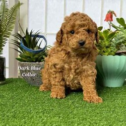 Adopt a dog:Purebred Toy Poodle Puppies /Poodle (Toy)/Both/Younger Than Six Months,Purebred Toy Poodles 100% DNA cleared of all genetic diseases2 Females 3 Males availableAll puppies priced at $2400All puppies are now ready for new homes.Mum's and Dad are DNA tested through orivet and are 100% clear of all genetic diseases ensuring healthy puppies. DNA results and parents are available for viewing when viewing puppies in person.Puppies are raised around children, adults, the elderly and other dogs in a clean home environment. They are being feed raw and cooked diet and Saviourlife puppy kibble. Nothing is spared in raising them.All puppies have been microchipped and vaccinated and have passed all health checks. We take pride in raising our puppies and are looking for forever loving homes.No time wasters pleaseCall ******** 665 REVEAL_DETAILS Breeders Licence #NCPI 9003047