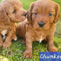 Adopt a dog:Adorable Cavoodle Puppies /Cavoodle/Both/Younger Than Six Months,We have 3 Adorable 2nd Generation Cavoodles who will be ready for their FURever homes on the 7th August 2024 when they are 8 weeks old (they were born on 12th June 2024).If you would like to see more pictures of the parents or puppies you can visit their Instagram rufus.coco.luna